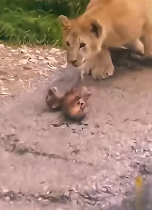 F0207009_Adopted a weak lion cub (Full video)