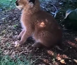 F0207005_They found a lost baby caracal and raised it with love (Full video)