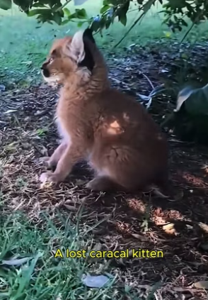 F0207005_They found a lost baby caracal and raised it with love (Full video)