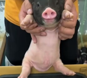 F0207001_Cute pig pet (Full video)