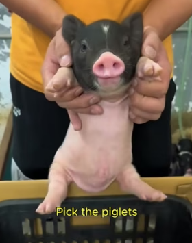 F0207001_Cute pig pet (Full video)