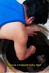 F0207018_A poor fawn was rescued a drain ( Full video)