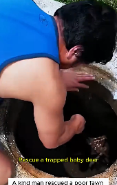 F0207018_A poor fawn was rescued a drain ( Full video)