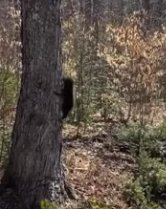 F0907001_The lost bear cub was raised by humans ( Full video)