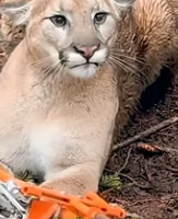 F0907002_A family rescued a cougar that was caught in a trap ( Full video)