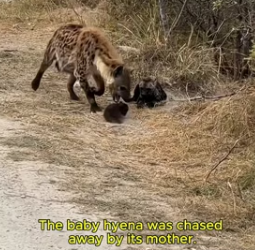 F0907005_The abandoned hyena puppy was raised by humans.#animals #lovestory #rescue