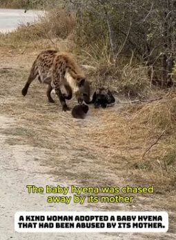 F0907005_The abandoned hyena puppy was raised by humans.#animals #lovestory #rescue