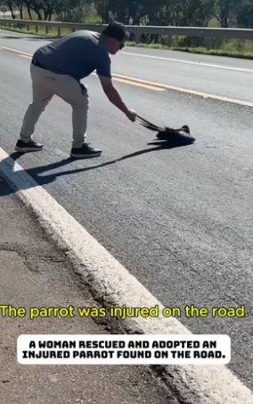 F0907009_The injured parrot was rescued by the girl ( Full video)