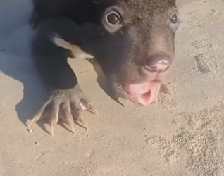 F2206015_The newborn bear cub was adopted by a family. ( FULL VIDEO)