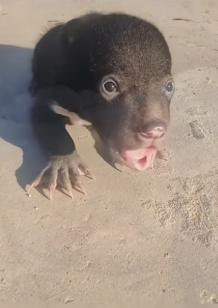 F2206015_The newborn bear cub was adopted by a family. ( FULL VIDEO)