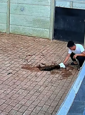 B0104002_The fawn was abandoned by his mother shortly after birth. I rescued him and then…❤️Part 2