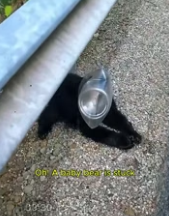 F1305007_Rescuing a poor baby bear trapped and a heartwarming ending FULL VIDEO