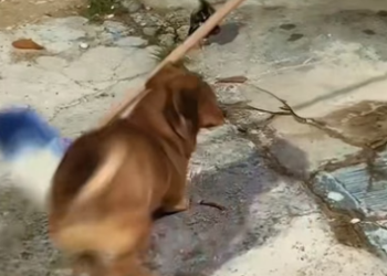 B1104005_found my puppy attacking baby skunk in yard, so quickly res…