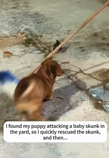 B1104005_found my puppy attacking baby skunk in yard, so quickly res…