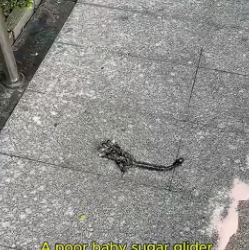 F1305012_Found a baby sugar glider and then