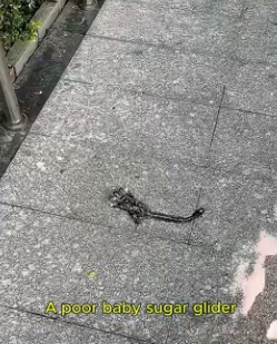 F1305012_Found a baby sugar glider and then