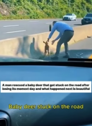 F1305005_The rescued baby deer came to visit FULL VIDEO